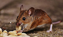 aircraft-pest-control Experts in Mechanic Fls